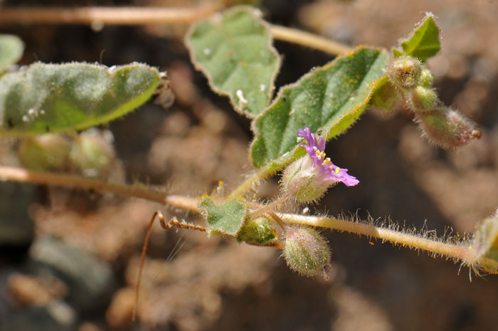 Allionia choisyi, Annual Windmills Allionia choisyi, Annual Windmills